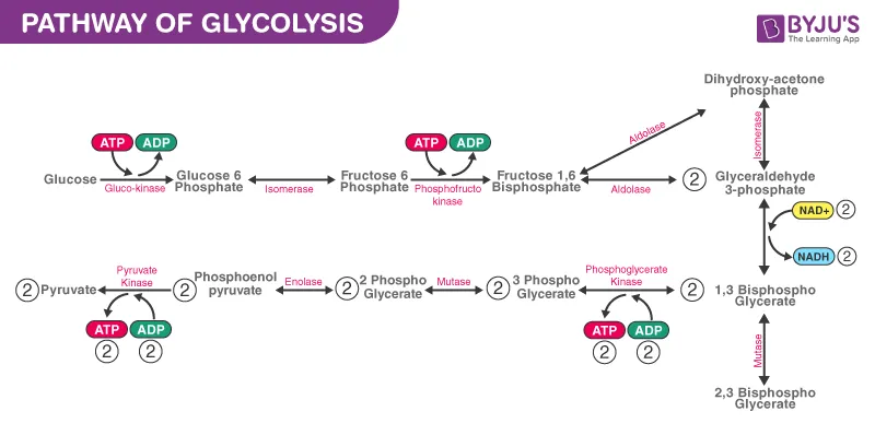 Glycolysis pathway